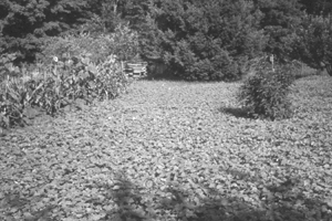 new plot of buckwheat