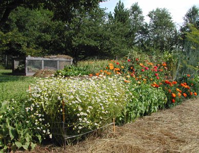 herbs and flowers in garden