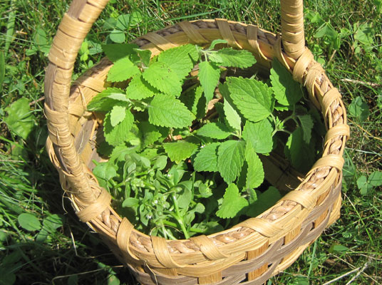 lemon balm and chickweed in basket
