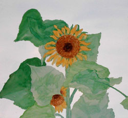 Sunflower Sky watercolor
