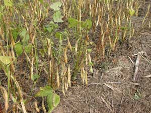 dry beans ready for harvest