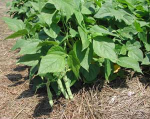 green bean plants