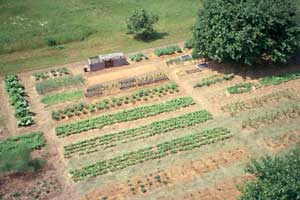 ariel view garden