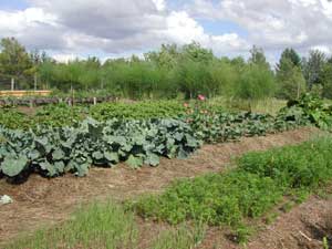 August garden