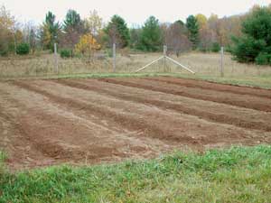 new raised beds