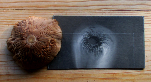 Wood Blewit spore print