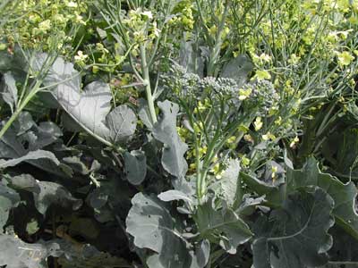 flowering broccoli