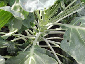 brussels sprouts close