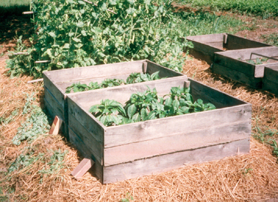 peppers in cold frames