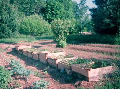 tomatoes in cold frame