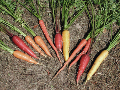mix of varieties of carrots - roots
