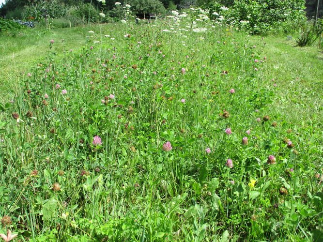 red clover