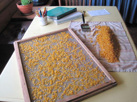 drying corn