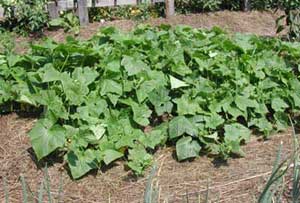 cucumber plants