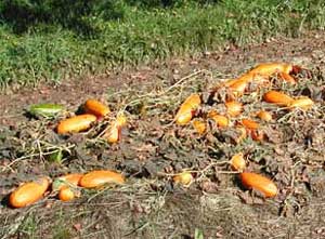 mature cucumbers