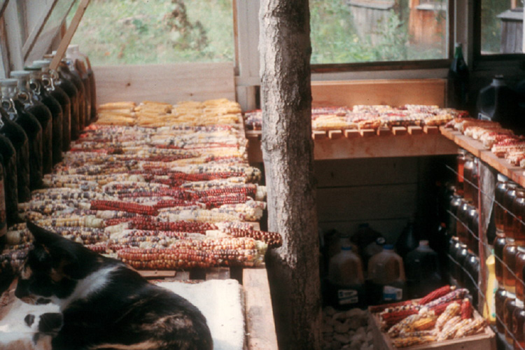 mixed flour corn drying in greenhouse