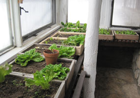 photo lettuce in greenhouse Dec 30