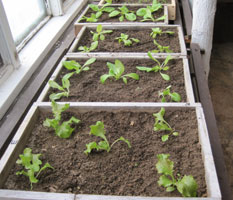 photo greenhouse lettuce transplants