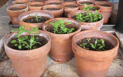 seedlings in pots