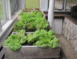 photo greenhouse lettuce Oct 20