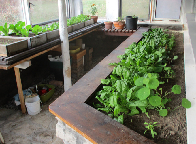 spinach and lettuce in greenhouse October 2021