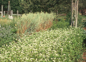 small plot of buckwheat