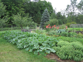 photo garden squash plants