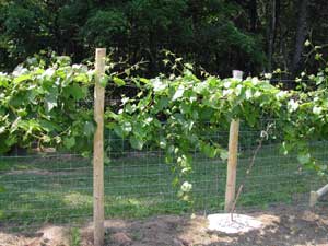 grape vine August