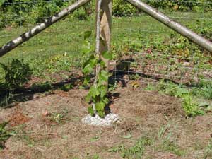 new grape plant
