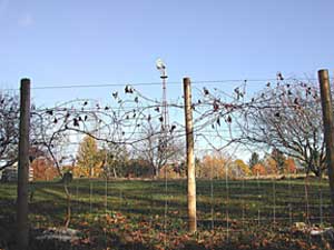 late fall grape vine