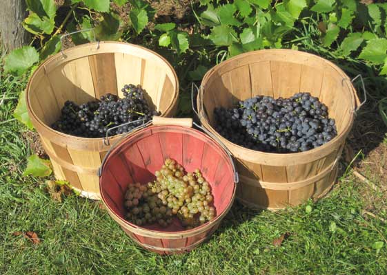 grape harvest 2017