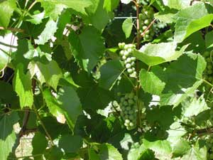 immature grapes on vine