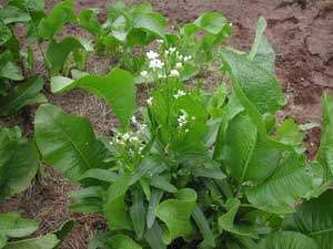 horseradish plant flowering