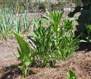 horseradish plant flower stalks