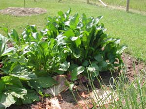 horseradish plants in august