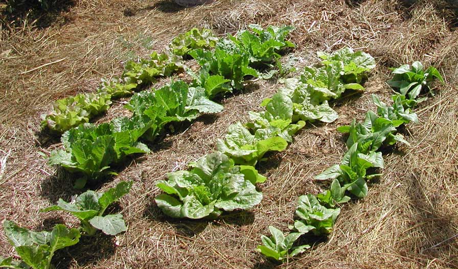 lettuce growing in mulch