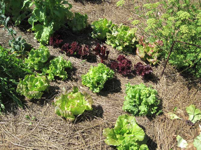 varieties of lettuce in summer garden