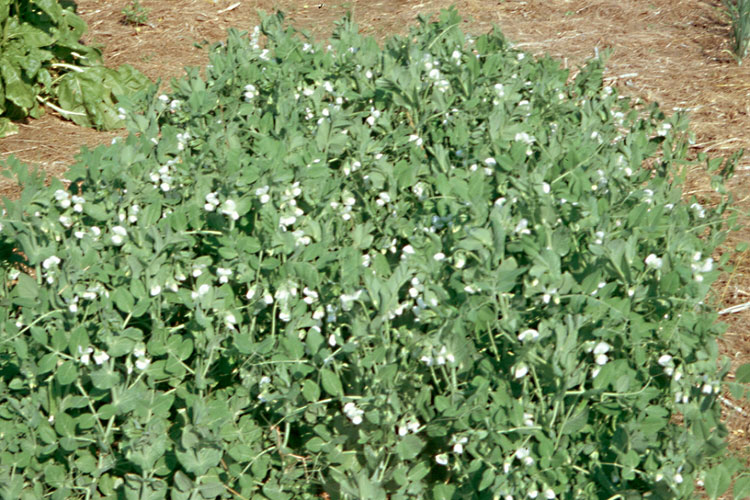 peas flowering