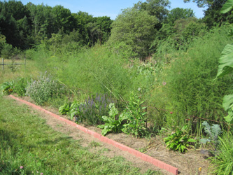 perennial bed