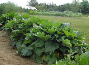 rhubarb