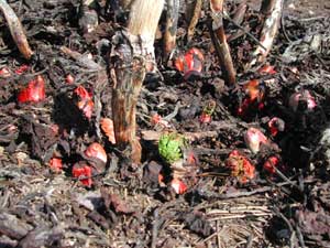 rhubarb emerging