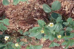 strawberry plants flowering