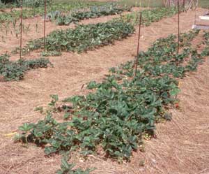 mulched strawberry bed