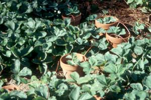 strawberry runners in pots