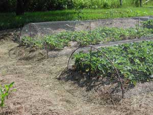 chicken wire strawberry cage