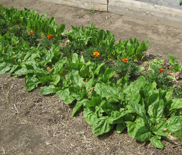 spinach mature