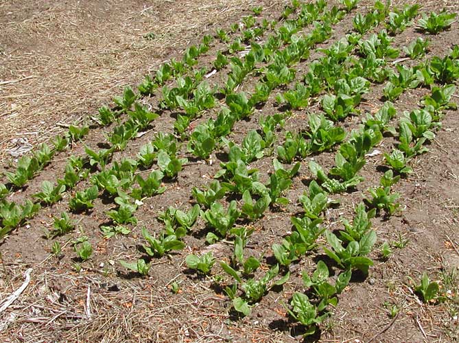 young spinach