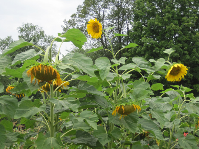 sunflowers in garden