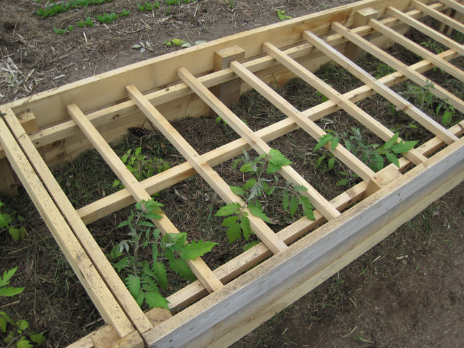 large tomato cold frame with plant rack
