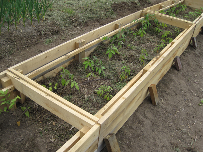 large tomato cold frame with seedlings mulched